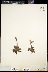 Image of Primula calycina