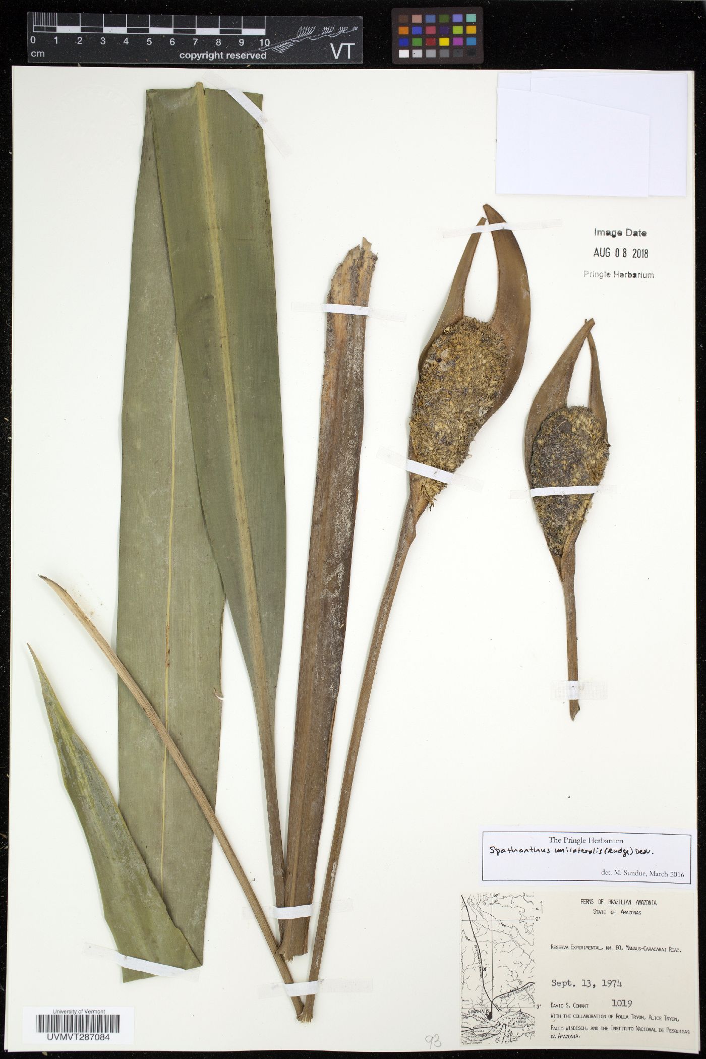 Rapateaceae image