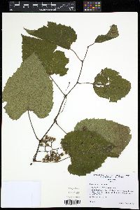 Vitis vulpina image