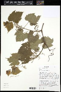 Vitis riparia image