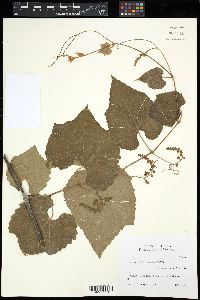 Vitis cinerea image