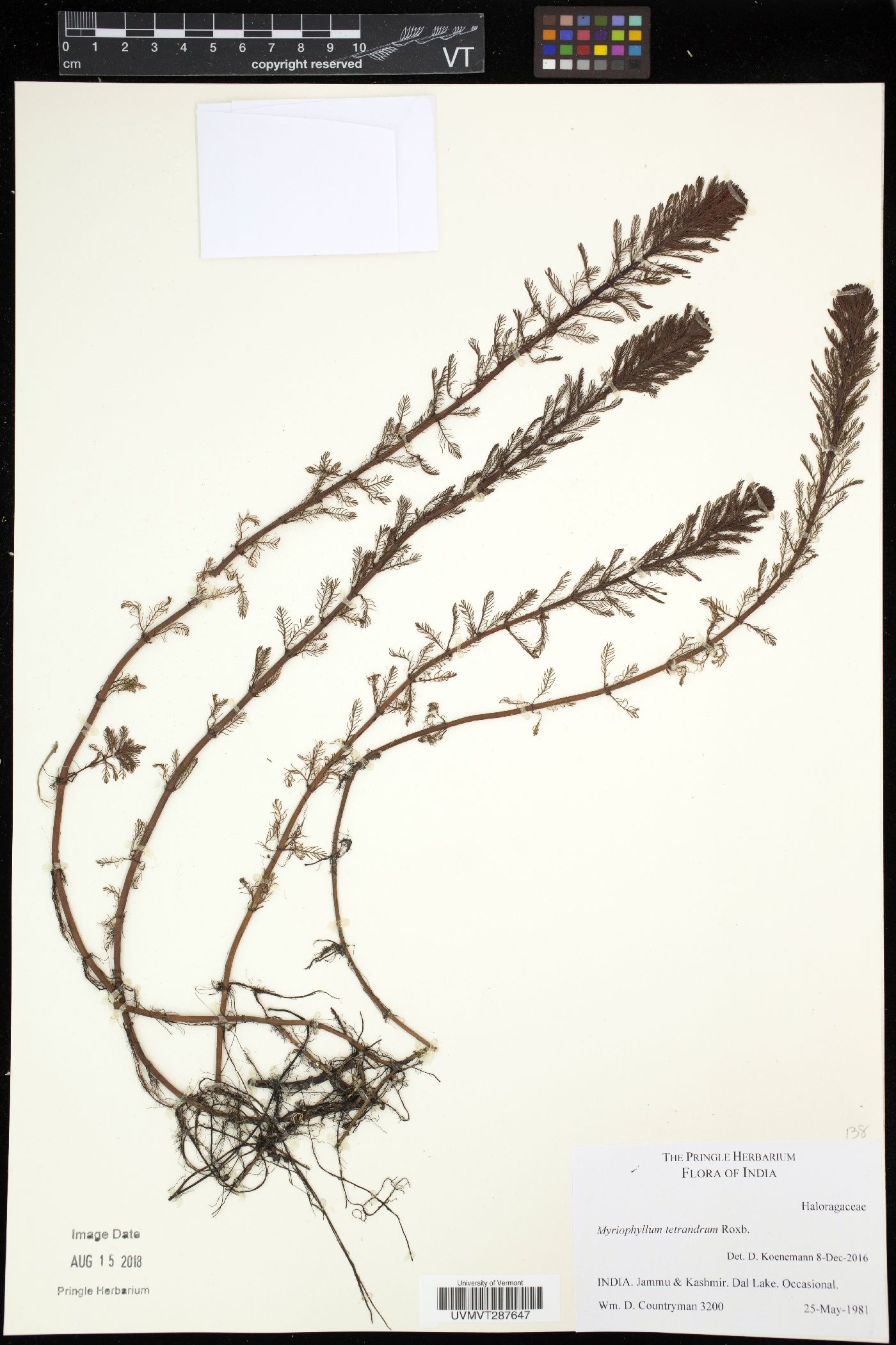 Myriophyllum tetrandrum image