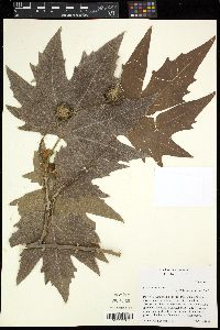 Platanus orientalis image