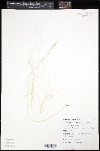 Hesperostipa comata image