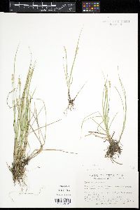 Carex angustior image