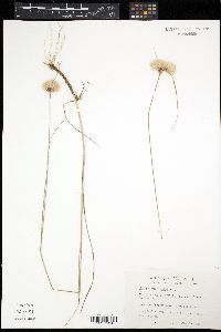 Eriophorum virginicum image