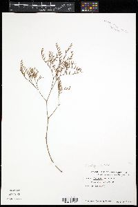 Limonium carolinianum image