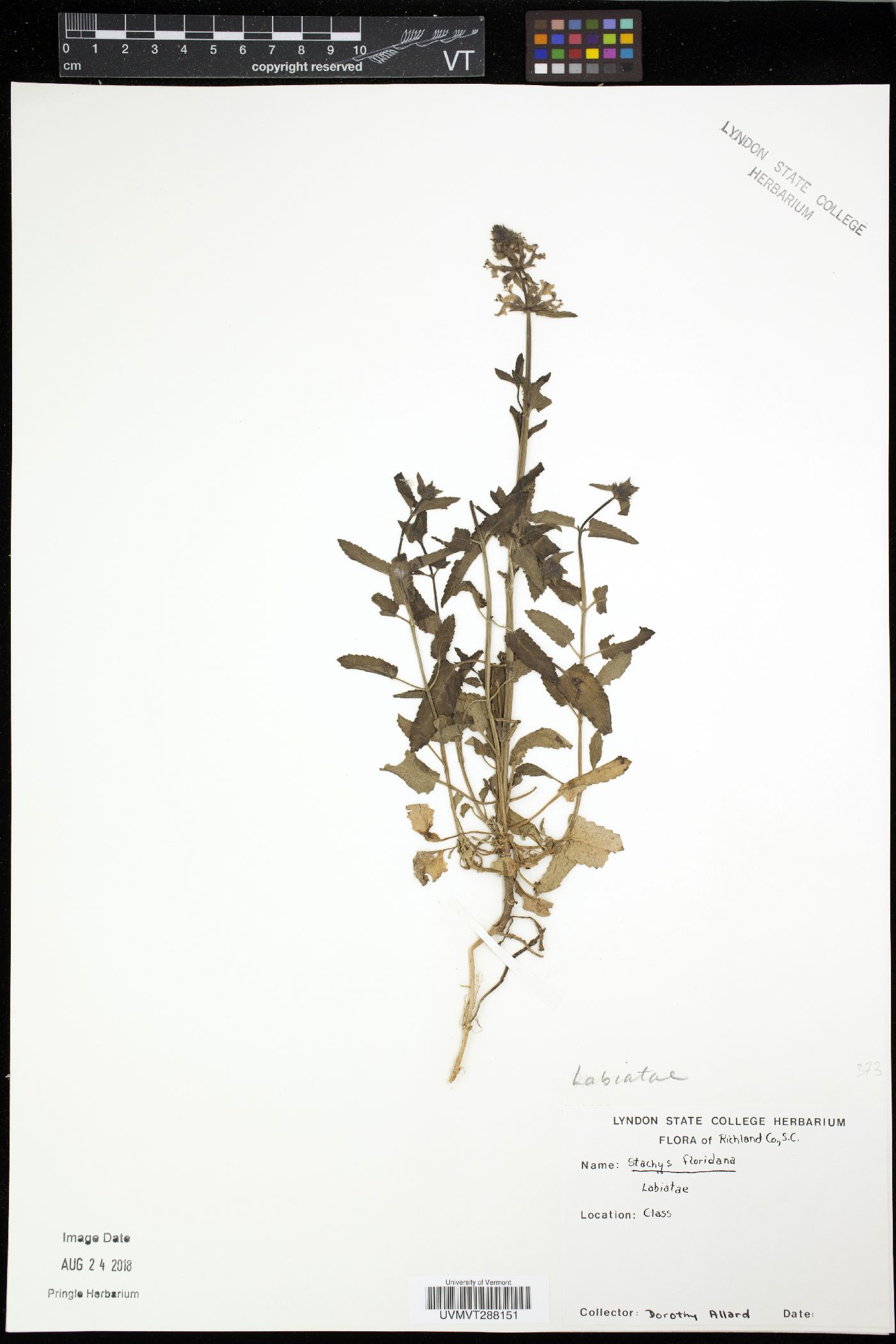 Stachys floridana image