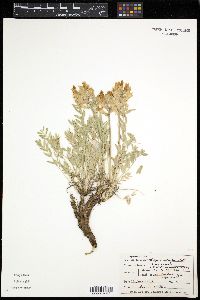 Oxytropis sericea image