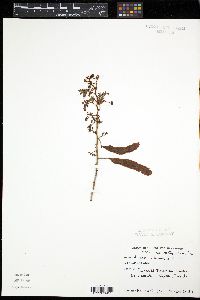 Image of Mimosa bahamensis