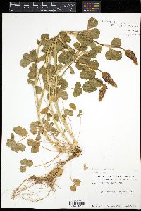 Trifolium incarnatum image