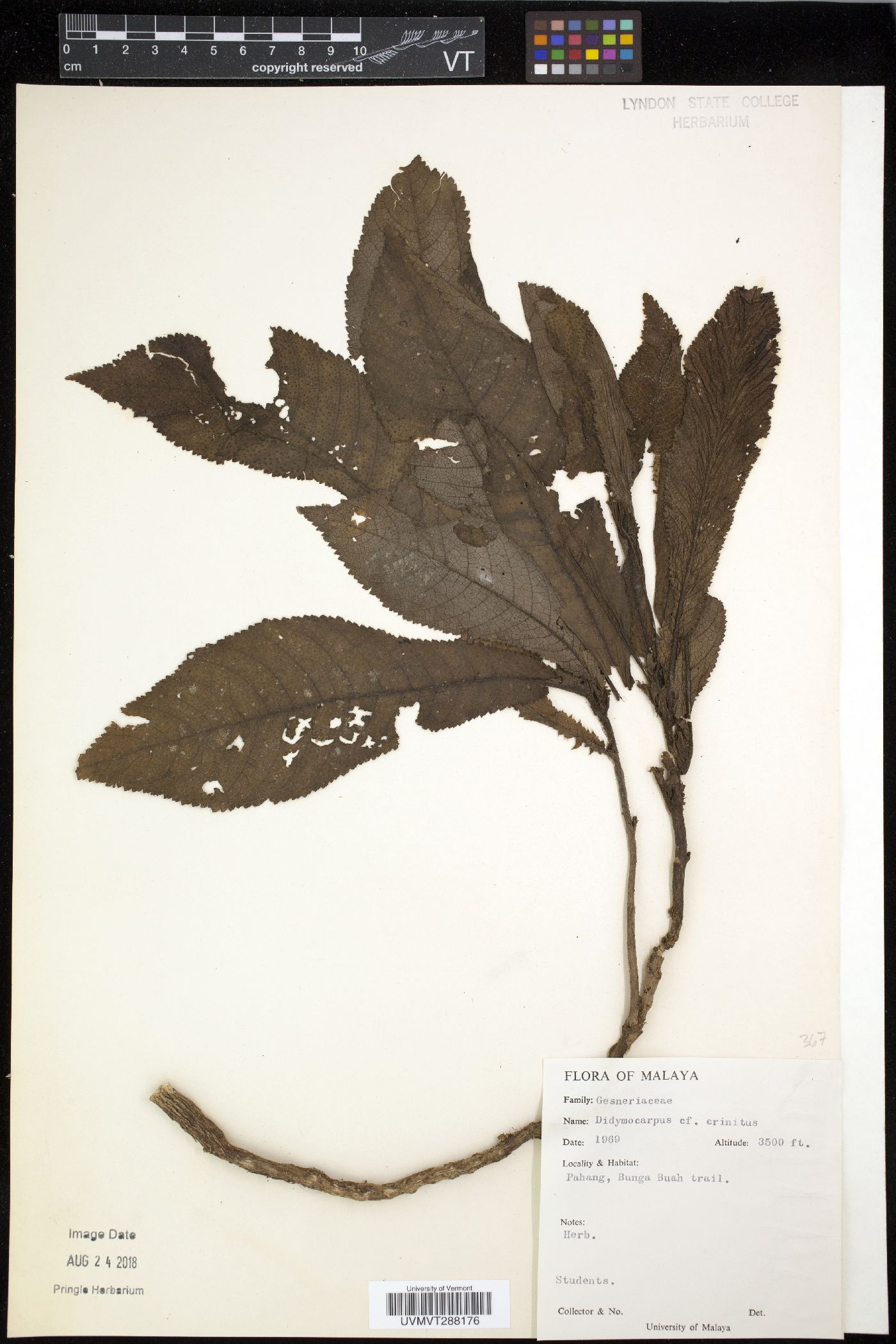 Henckelia crinita image