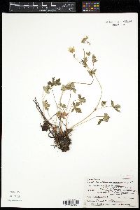 Geranium richardsonii image