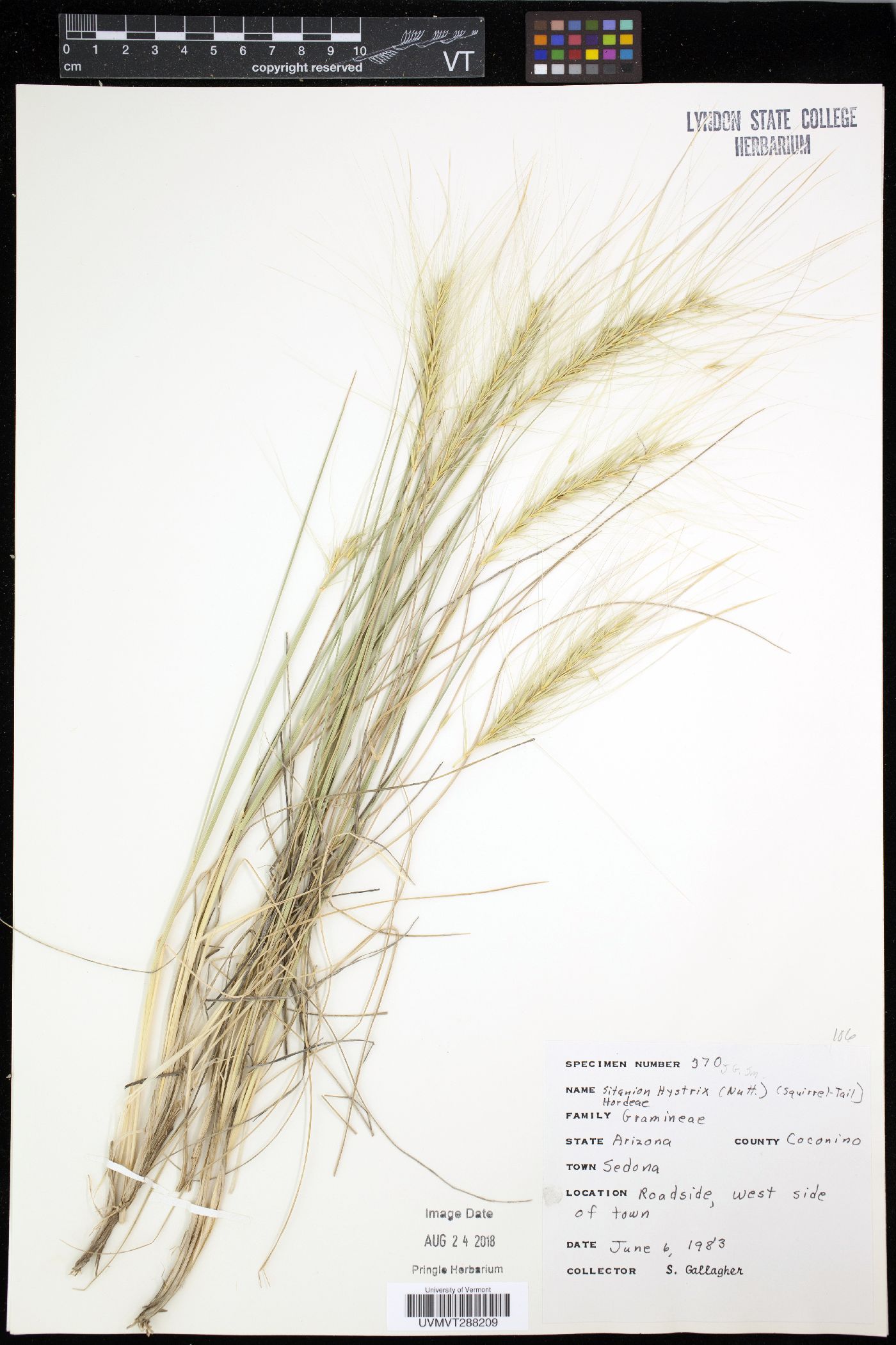 Elymus elymoides subsp. elymoides image