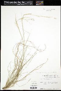 Stipa avenacea image