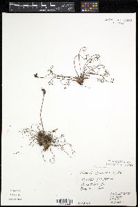 Drosera filiformis image