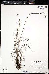 Drosera filiformis image