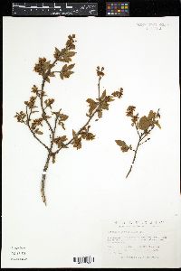 Vaccinium angustifolium image