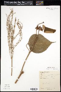 Mallotus paniculatus image