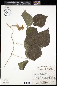 Dioclea multiflora image