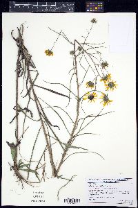 Helianthus angustifolius image