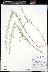 Image of Artemisia longifolia