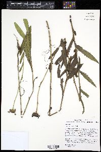 Leucanthemum superbum image