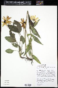 Rudbeckia fulgida image