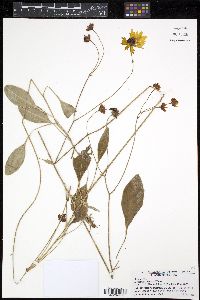 Image of Coreopsis gladiata