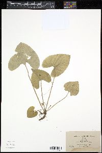 Viola nephrophylla image