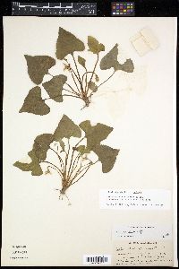 Viola palmata image