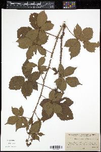 Rubus severus image