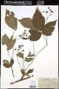 Rubus severus image