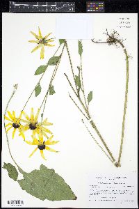 Rudbeckia fulgida var. speciosa image