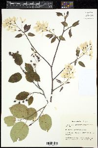 Amelanchier laevis image