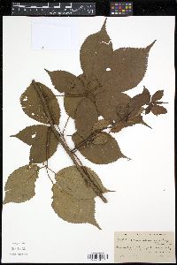 Rubus canadensis image