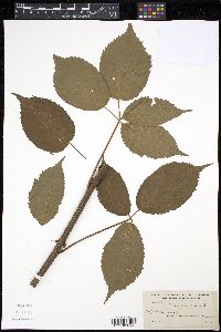 Rubus canadensis image