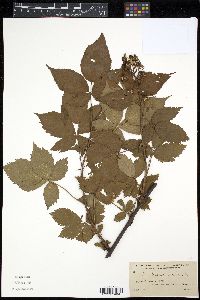 Rubus canadensis image