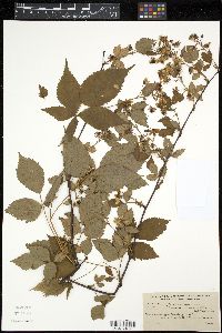 Rubus canadensis image