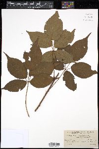 Rubus canadensis image