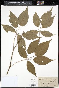 Rubus canadensis image