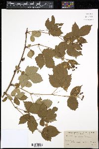 Rubus canadensis image