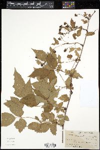 Rubus canadensis image