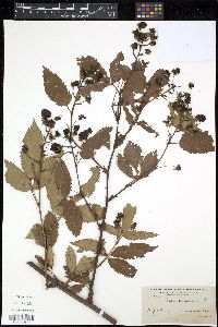 Rubus canadensis image