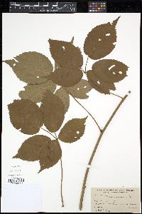 Rubus canadensis image