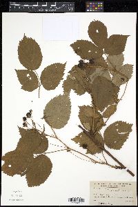 Rubus canadensis image