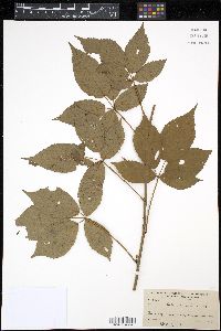 Rubus canadensis image