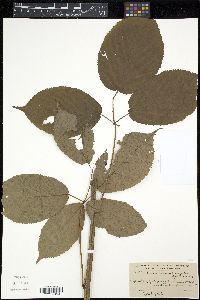 Rubus canadensis image