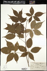 Rubus canadensis image