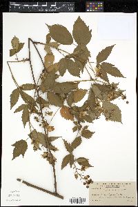 Rubus canadensis image